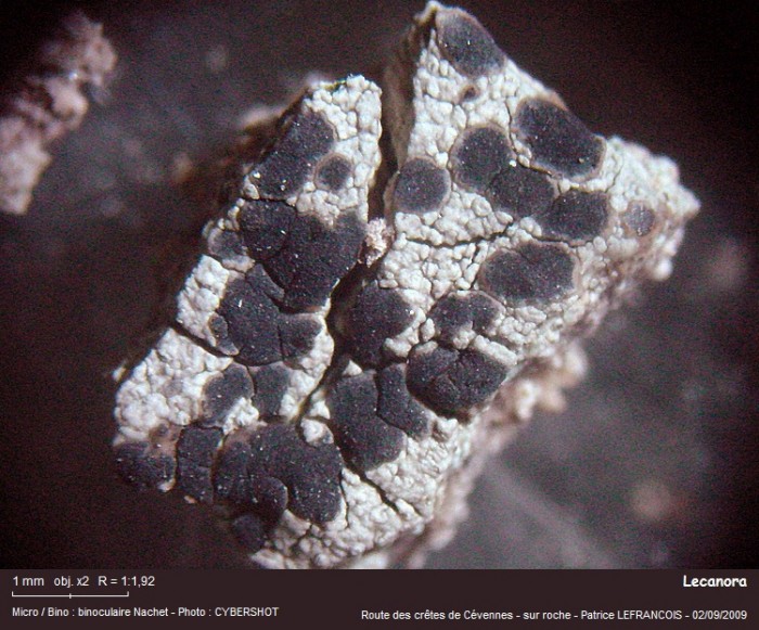 lecanora3.jpg