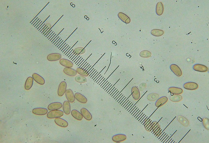 DSCN8462.JPG (119.85 Kio) Vu 3204 fois 1. Esporas