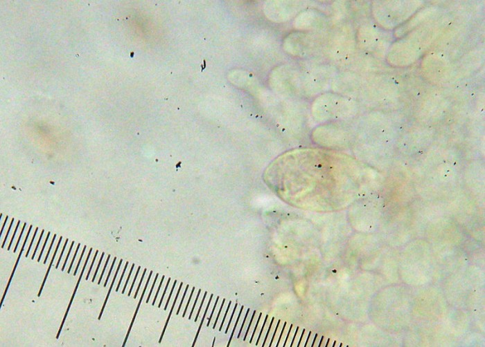 DSCN8472.JPG (149.06 Kio) Vu 3202 fois 1.