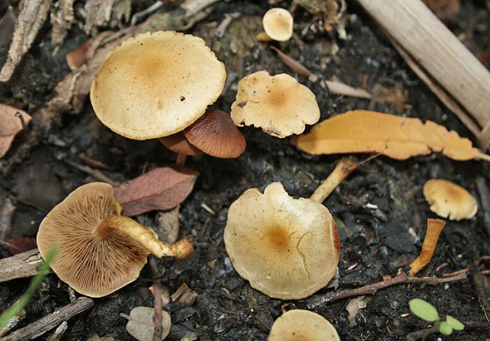 IMG_0056.JPG (172.51 Kio) Vu 3200 fois 1. Pholiota conissans