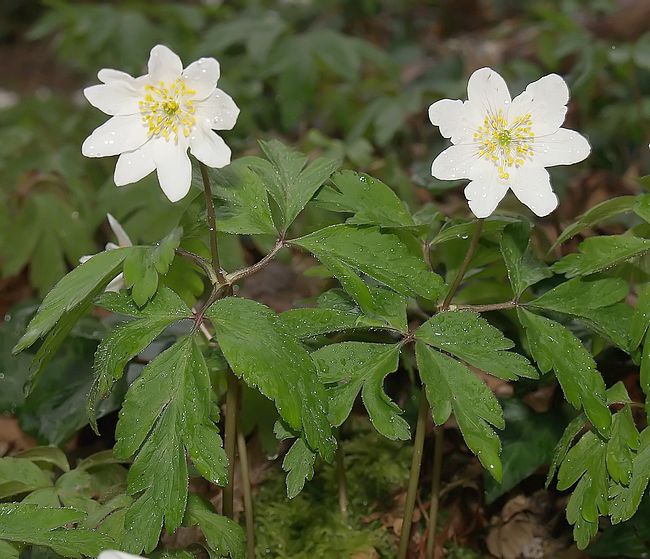 anemone_nemorosa.jpg