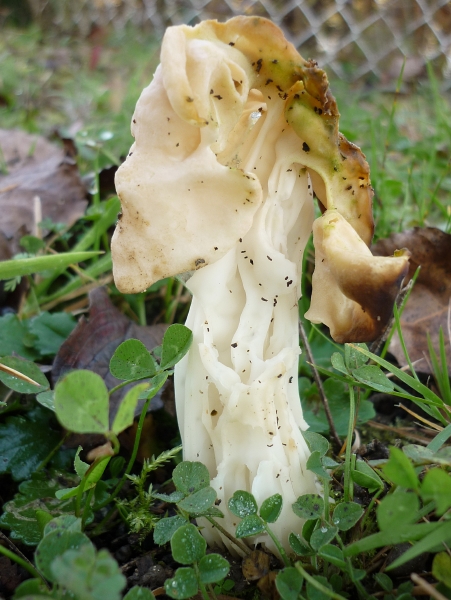 resized_Helvellaceae - Helvella crispa - étang Couloisy - 19-11-2011.jpg