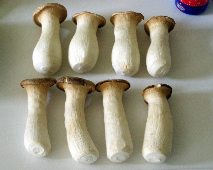 Pleurotus_eryngii_0151.jpg