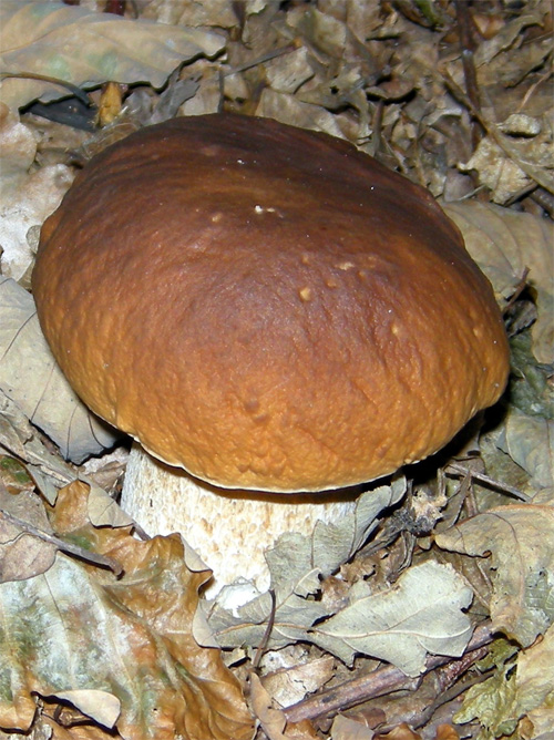 Boletus-edulis.jpg