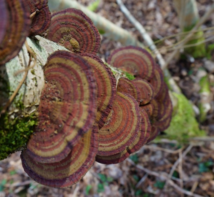 daedaleopsis tricolor (800x738).jpg