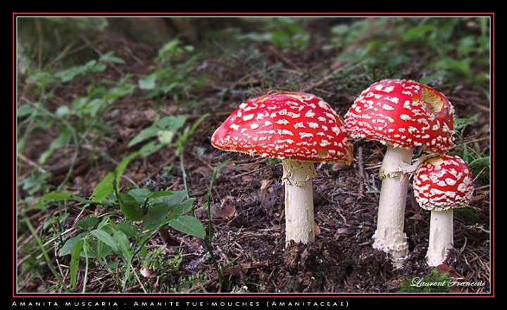 Amanita_muscaria_Glieres.jpg