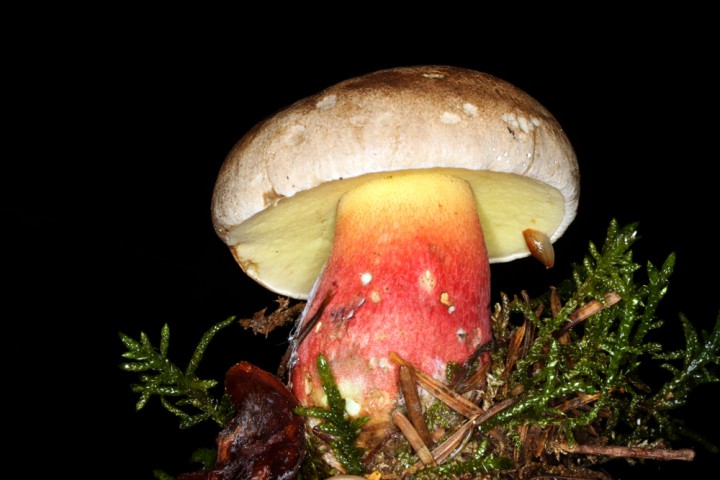 Champignons - Boletacées - Boletus calopus red.jpg