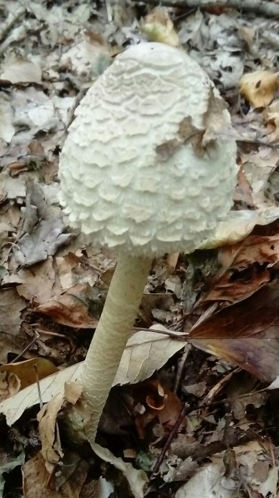 Macrolepiota mastoidea(c).JPG