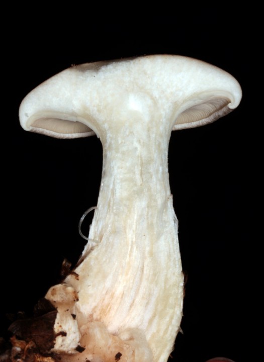 Clitocybe nebularis red 4.jpg