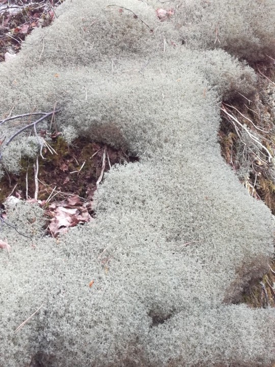 Cladonia portentosa.jpg