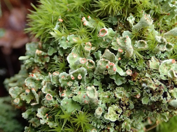 Cladonia digitata morpho. digitata [45] [02-05-2017] (5)-redim1024.JPG