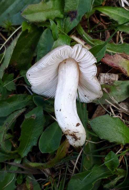 in situ, dans un pâturage maigre, Villeret