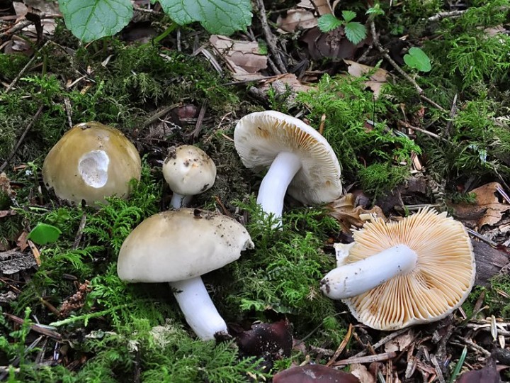 Russula_postiana.jpg