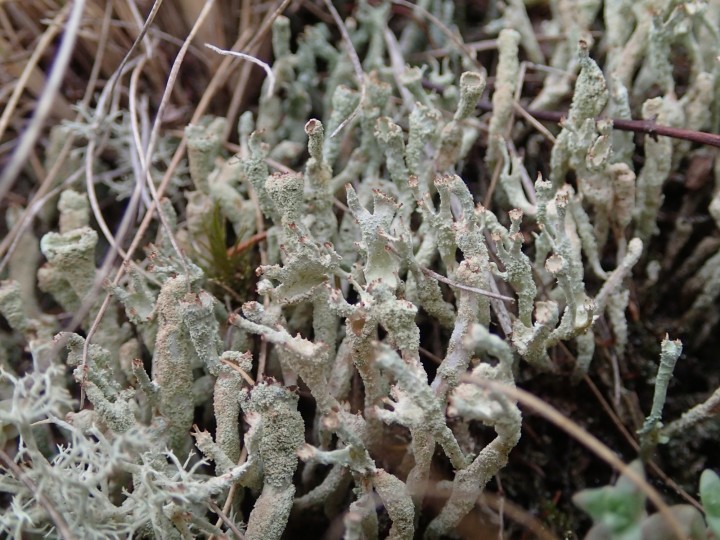 Cladonia ochrochlora [29] [2019-09-06] (1).JPG