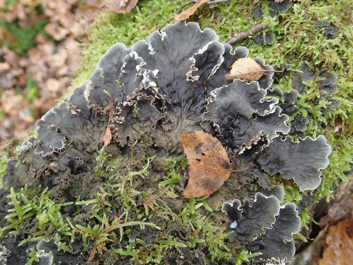 Peltigera praetextata [18] [2017-10-14] (1).JPG