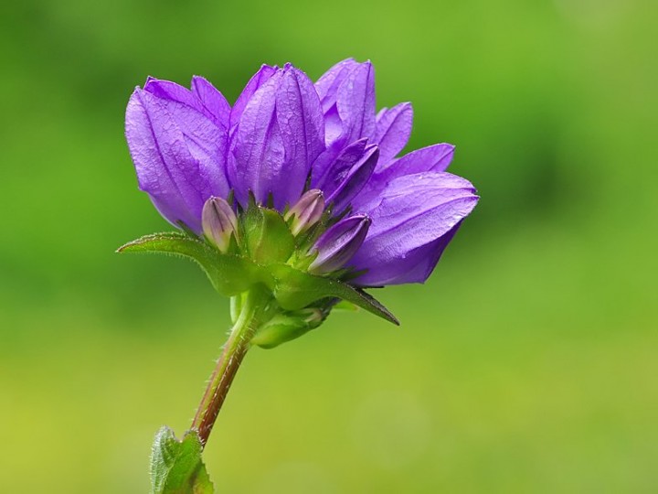 Campanula_glomerata_1.jpg