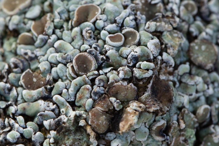 lichen 2-2.jpg