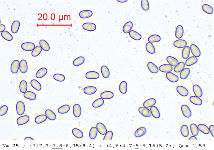 Spores mesurées de face ; elliptiques à ovoïdes, réniformes à subréniformes de profil.