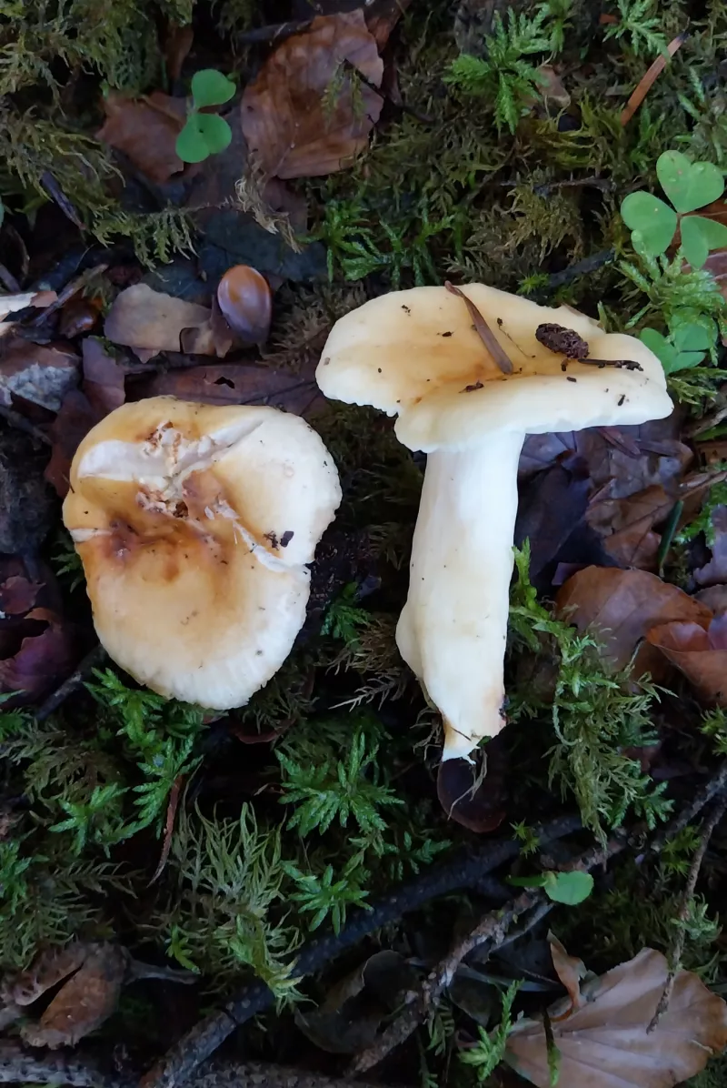 Russula fellea - Couleur crème - Champis.net