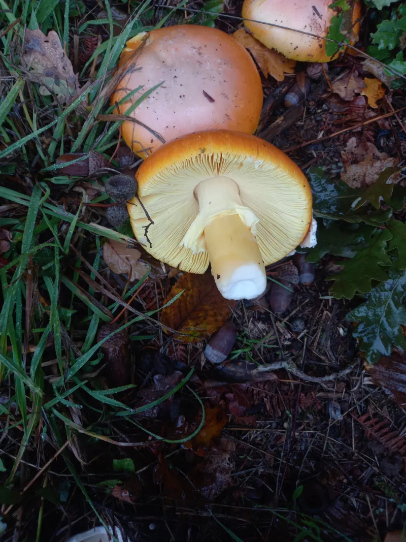 Champignons comestibles côtoyant des champignons toxiques - Champis.net