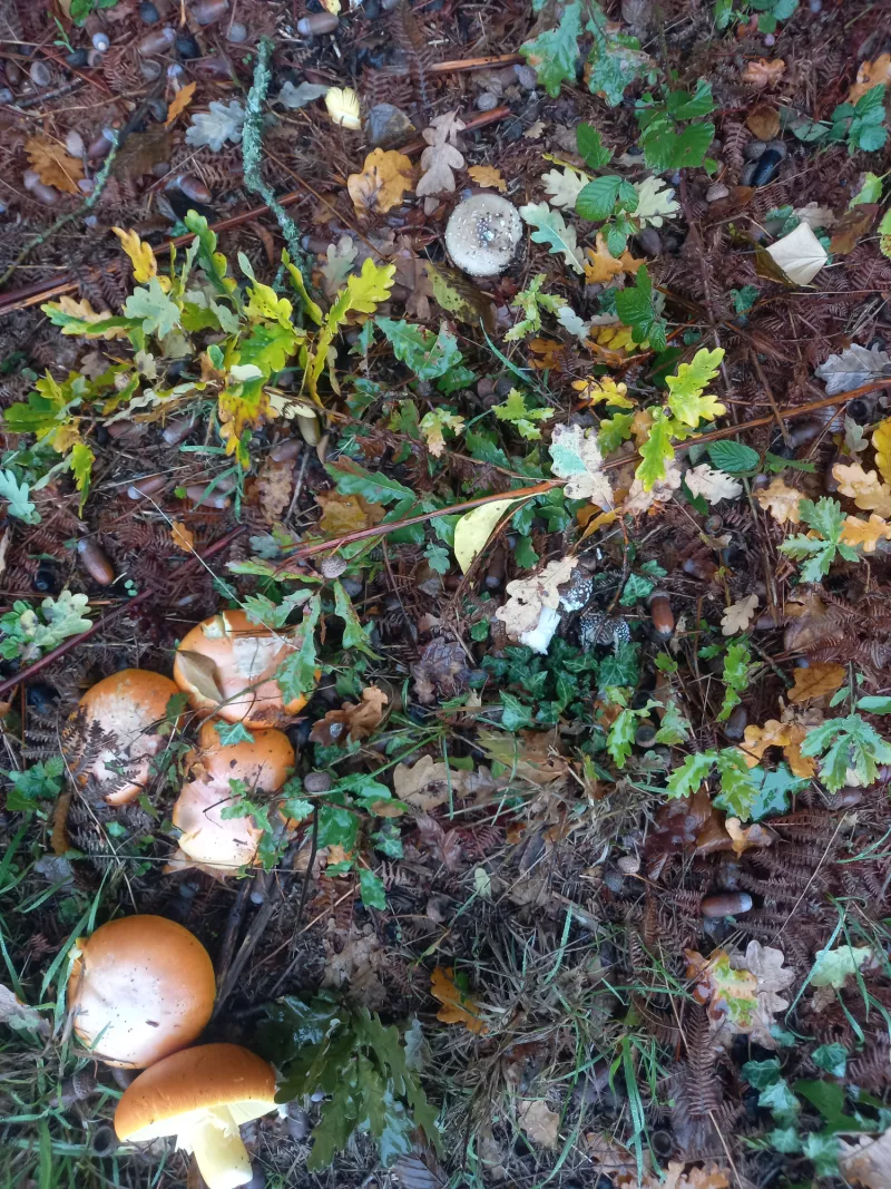 Champignons comestibles côtoyant des champignons toxiques - Champis.net