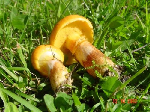 suillusgrevillei4.jpg