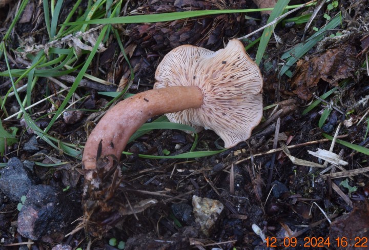 DSC_0002.JPG