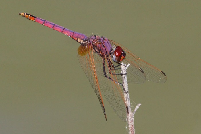 240609(103)trithemis.jpg