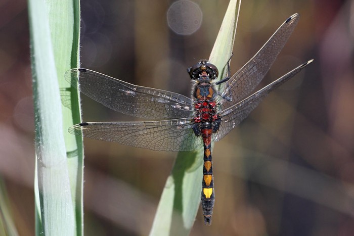 IMG_7561leucorrhinia-pectoralis.jpg