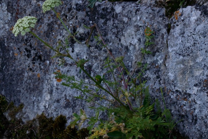 4X6A7200-1.JPG