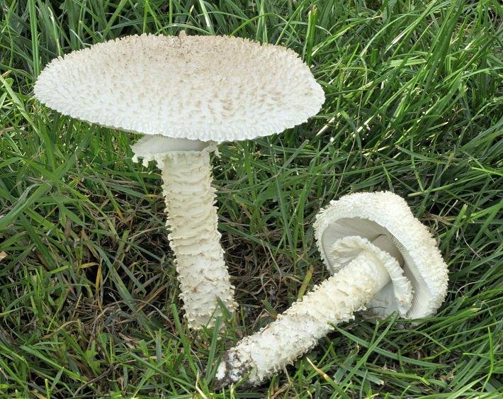 amanita vittadinii.JPG