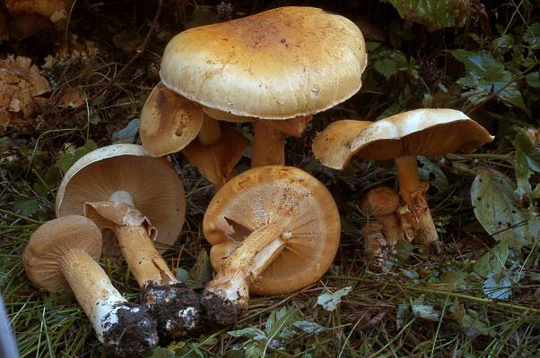 phaeolepiota  aurea.JPG