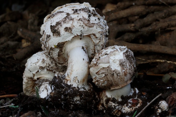 4X6A7228-1.JPG