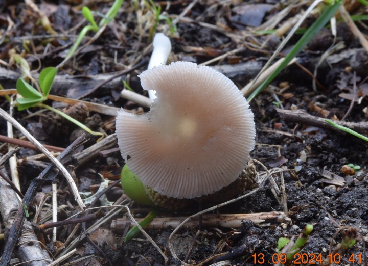 DSC_0007.JPG