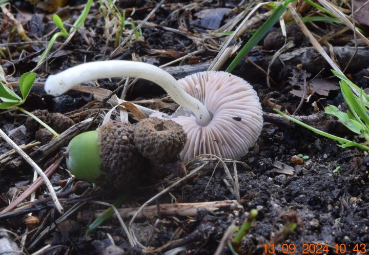 DSC_0009.JPG