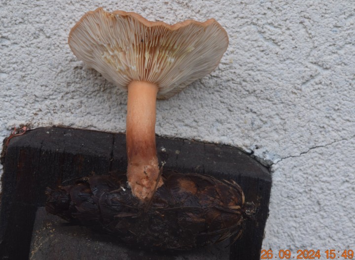 DSC_0037.JPG