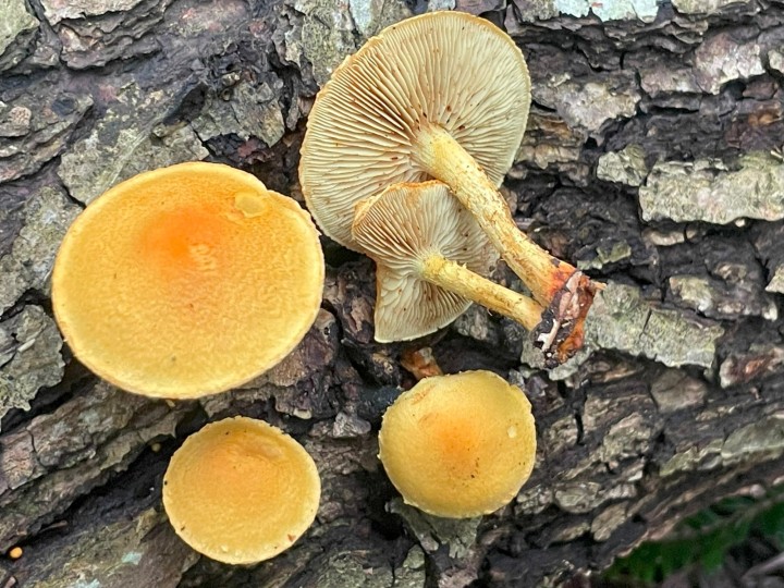 pholiota tuberculosa.jpg