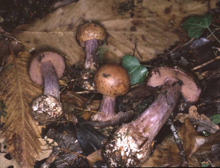 cortinarius sp12.jpg