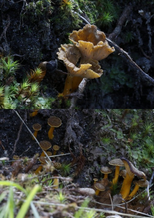 1-champignons6.jpg