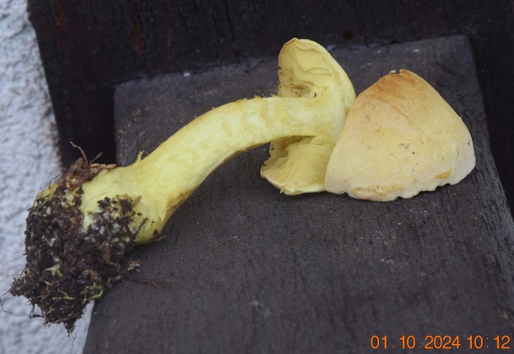 DSC_0053.JPG