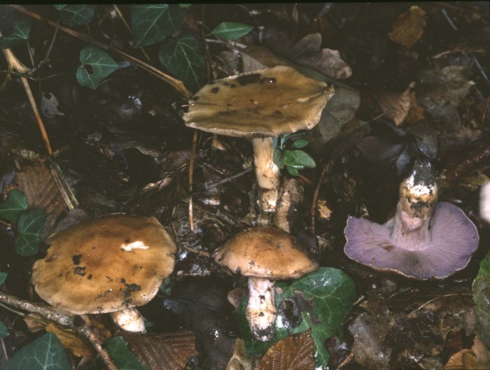cortinarius sp11.jpg