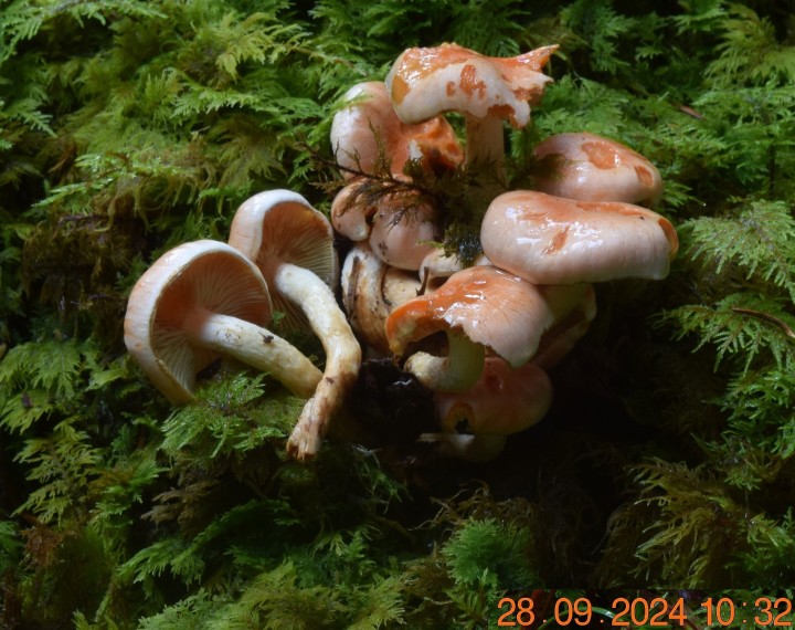 DSC_0044.JPG