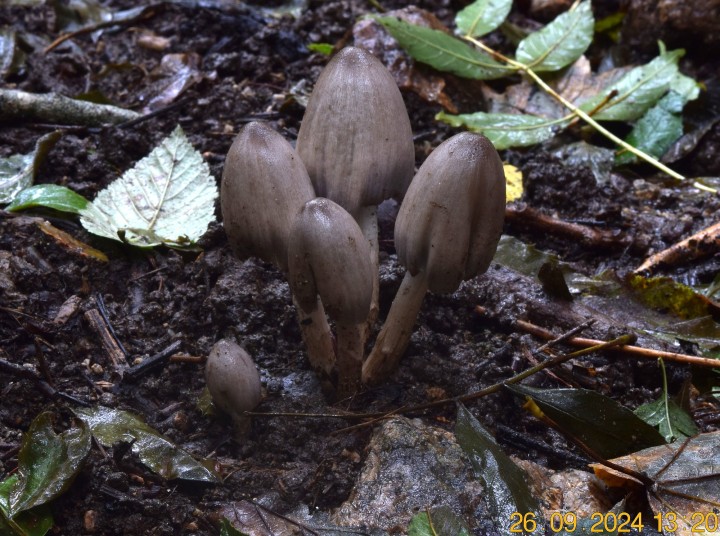 DSC_0026.JPG