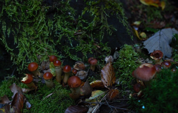 Photo in situ, groupe serré d’individus, forêt de feuillus, mousse, bois mort.<br />Individus trappus, tête rouge-orangée,  pied réticulé