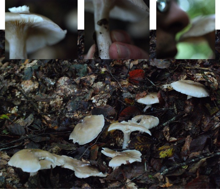 Photo de la tranche avec lames visibles sous un chapeau pâle et cuticule visqueuse par temps de pluie, pied avec légères stries fines, moi qui renifle ce beau champignon, derniere photo dans son habitat en tache au milieu des feuilles et sur humus riche.
