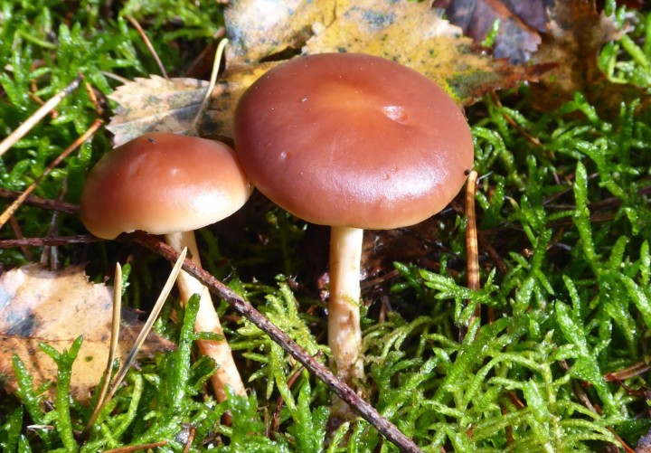 P1310772.JPG