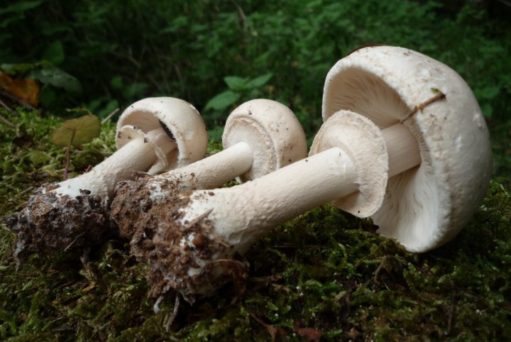 Limacella guttata.jpg