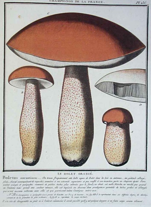 Bulliard-236_aurantiacum.jpg