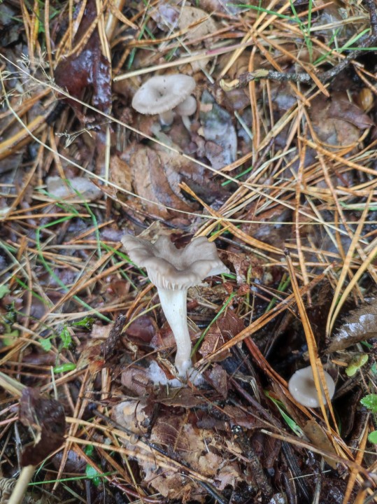 Champignon_25_2_01.jpg
