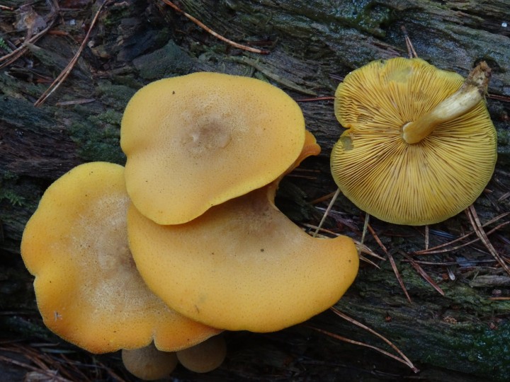 Tricholomopsis decora..JPG
